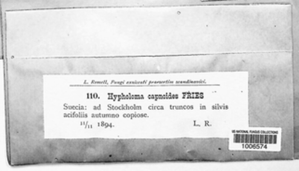 Hypholoma capnoides image